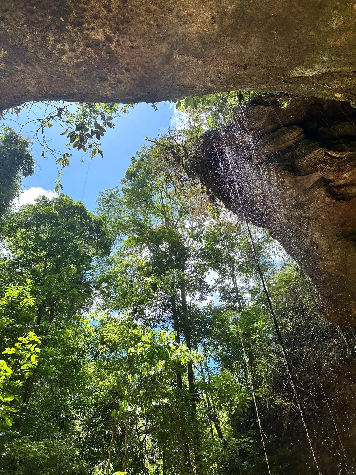 View of the tress from the mouth of a cave in the Amazon