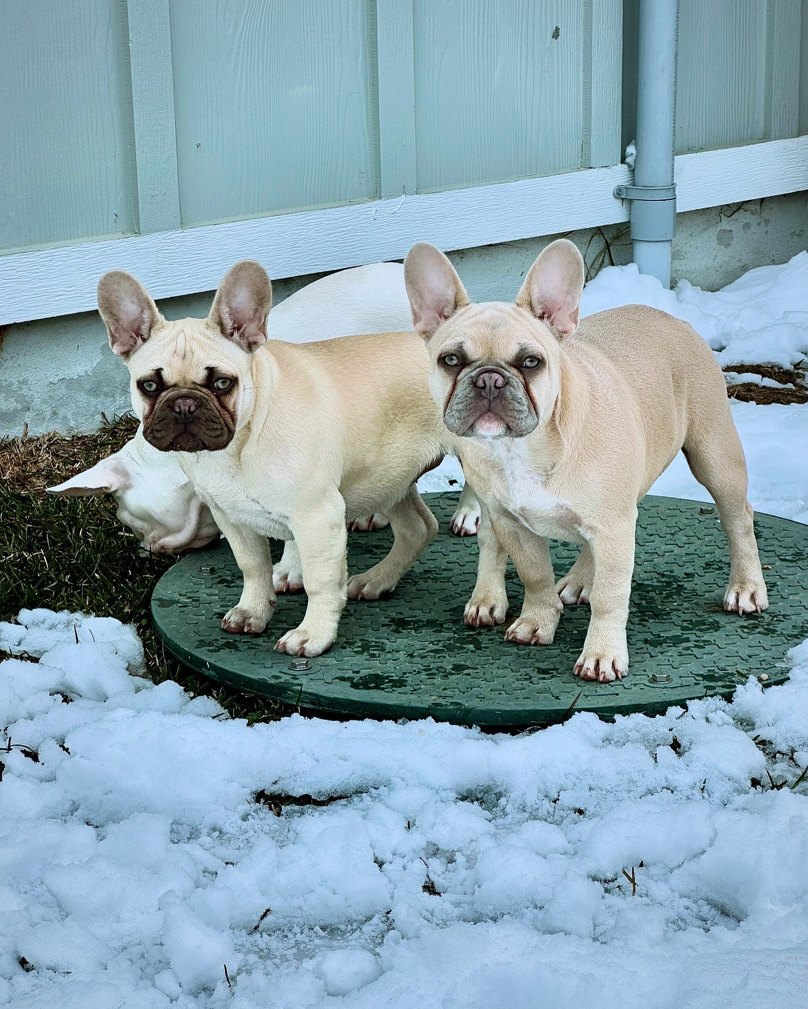 Sisters2.jpeg