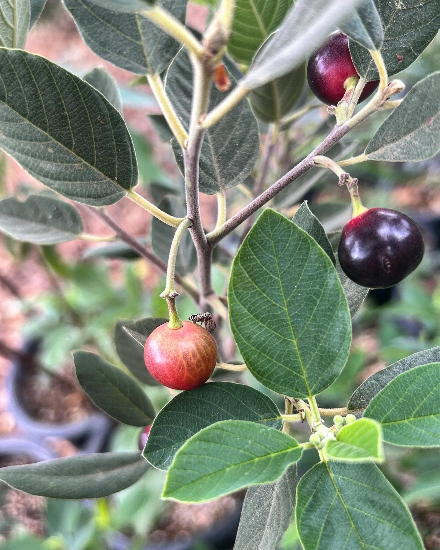 Do you see the tiny jumping spider hanging out on some Coffeeberry fruit? This week&rsquo;s events newsletter shared some of the critters seen around the Mobile Nursery&rsquo;s plant inventory. In my opinion, part of the fun in cultivating a native g