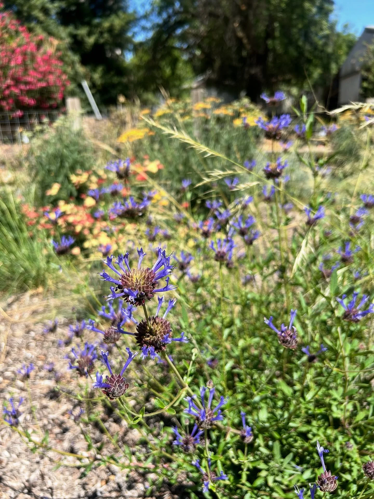 Summer blooms before the real Sacramento heat gets here ☀️ 

Slides 1-8
Salvia clevelandii &lsquo;Winnifred Gilman&rsquo;
Romneya coulteri
Epilobium canum sp.
Salvia clevelandii
Helianthus bolanderi
Achillea millefolium &lsquo;Salmon Beauty&rsquo;
Es