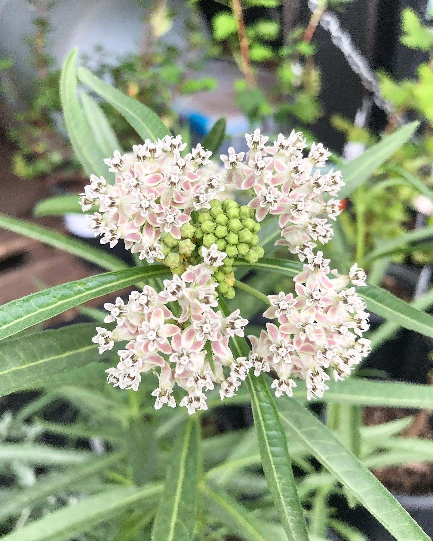 Narrowleaf Milkweed (Asclepias fascicularis) pictured throughout the year. Shoutout to @grasslandgardensacto for providing the plants in several of these images!

You may recognize Milkweed as the host plant to Monarch butterfly caterpillars. Monarch
