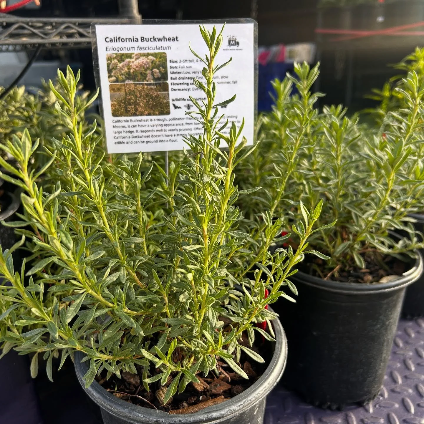Some plants that are currently available on the Mobile Nursery! 

Slide 1: Eriogonum fasciculatum / California Buckwheat
Slide 2: Grindelia camporum / Great Valley Gumplant (featured in @plantitasenbarro&rsquo;s art!)
Slide 3: Eriophyllum lanatum / C