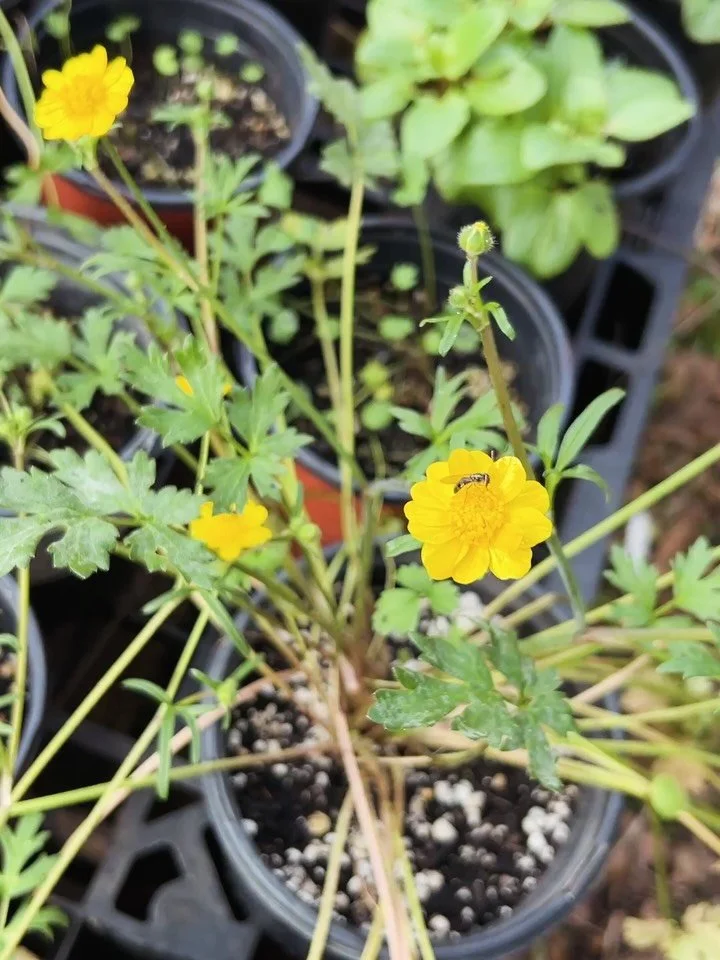 Some new plant friends added to the Mobile Nursery Inventory 🌱😊 

California Buttercup (Ranunculus californicus) with Hoverfly visitors
Catalina Currant (Ribes viburnifolium)
Coyote Mint (Monardella villosa)
Pearly Everlasting (Anaphalis margaritac