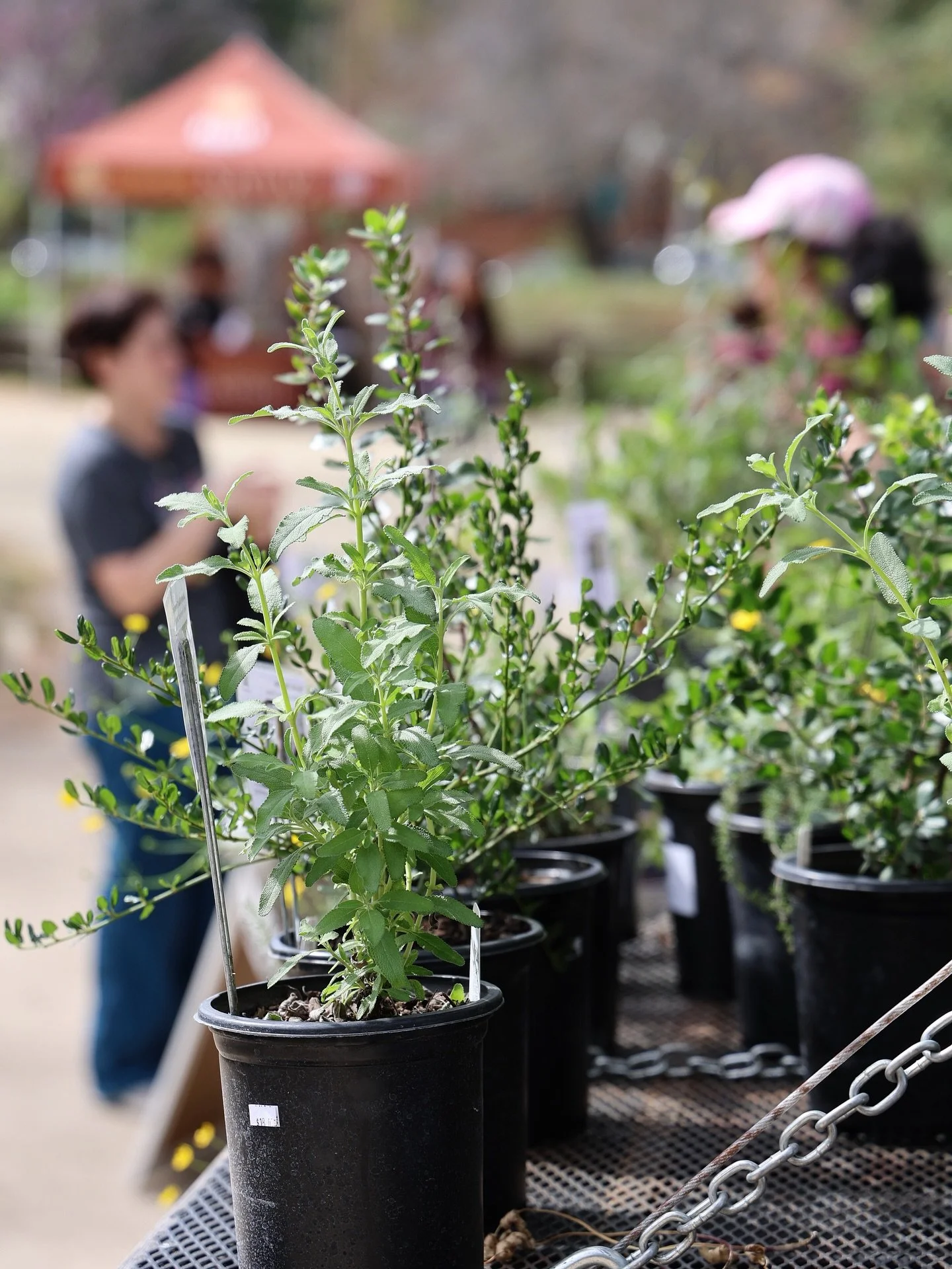 Spring has been springing! ☀️ 

#miridaemobilenursery #californianativeplants #spring #nativeplantgarden #nativeplantnursery