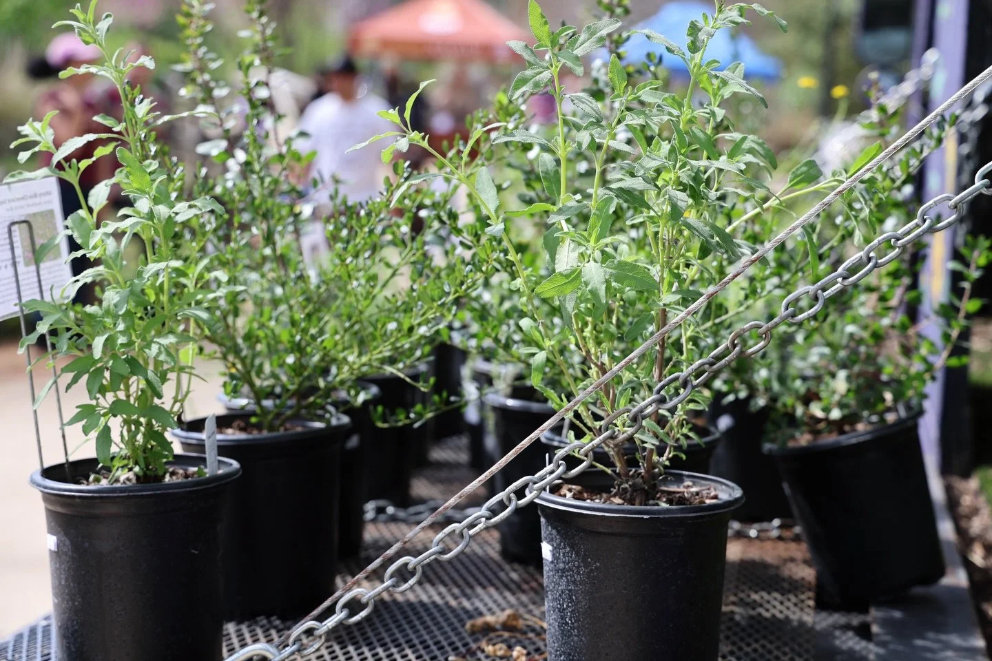 POV: you&rsquo;re a California native plant waiting to go home with someone so you can benefit the local wildlife 🐝 🐦&zwj;⬛🐛
 
 
#californianativeplants #miridaemobilenursery #pollinatorfriendly #nativeplantnursery #plantnativeplants