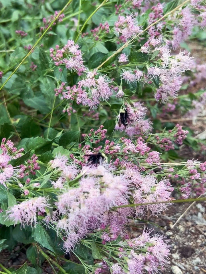 Happy World Bee Day! 🐝 Did you know California is home to over 1,600 species of bees? Just don&rsquo;t get them confused with the nonnative Honey Bee. California native bees come in many shapes, sizes, colors, and behaviors. Some are ground-dwelling