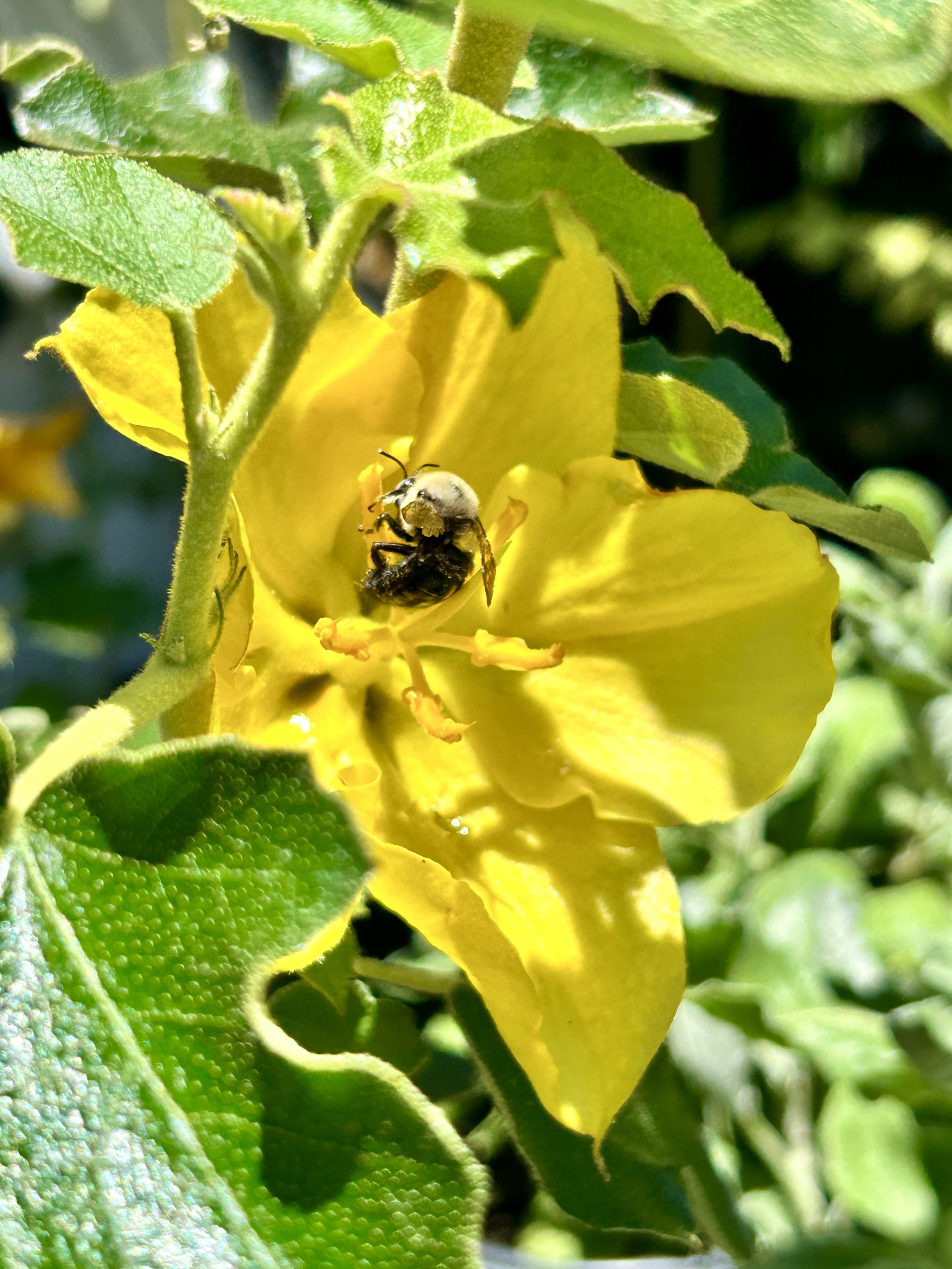 Sacramento County Master Gardeners Harvest Day