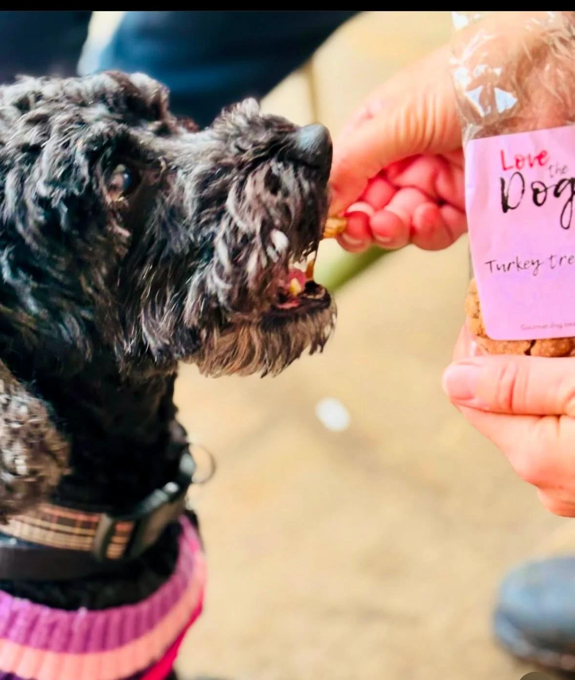 Molly eating turkey treats