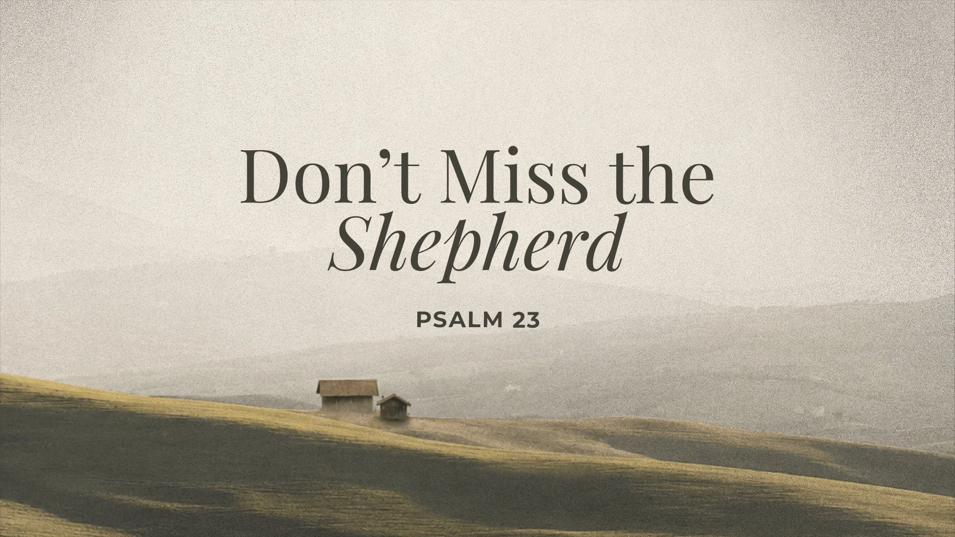 Don’t Miss the Shepherd