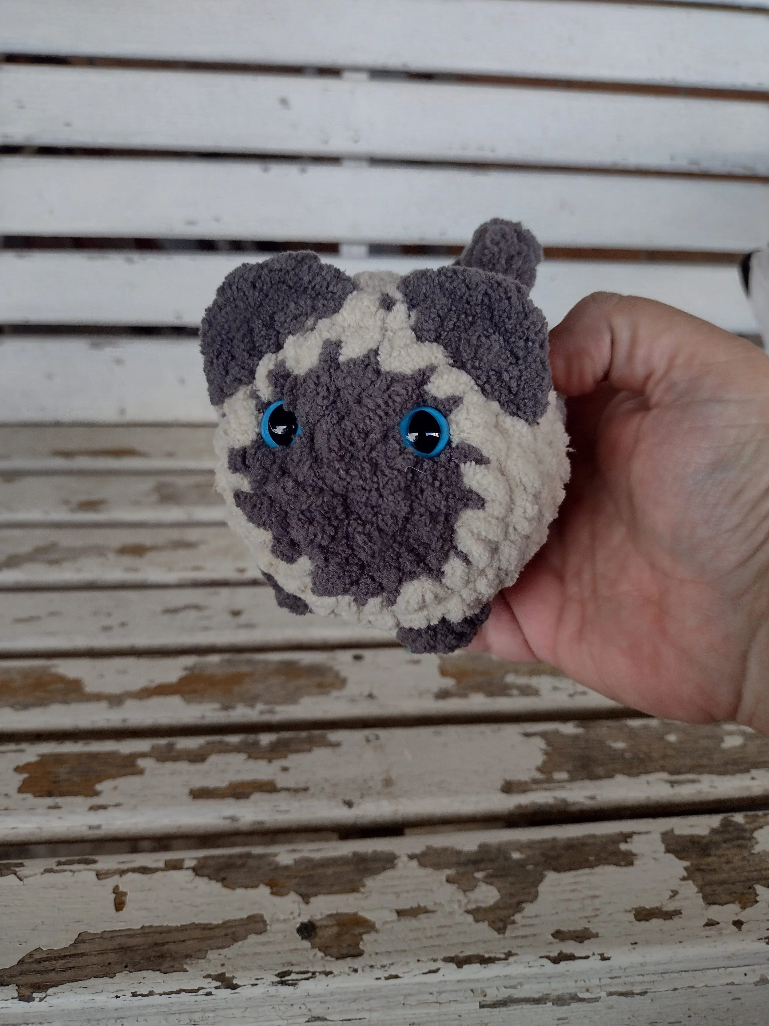 small Siamese loaf cat