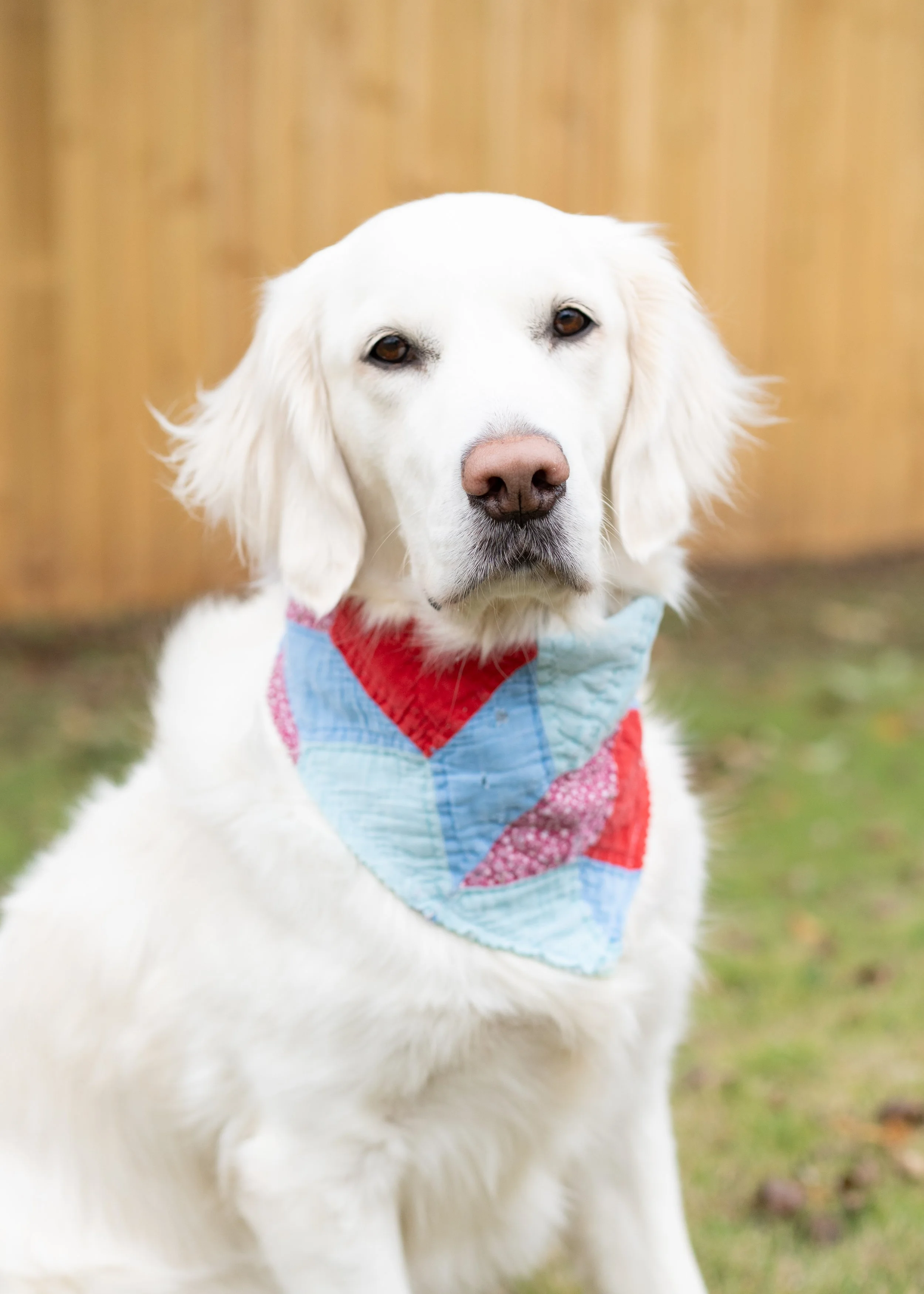 Quilted Dog Bandana