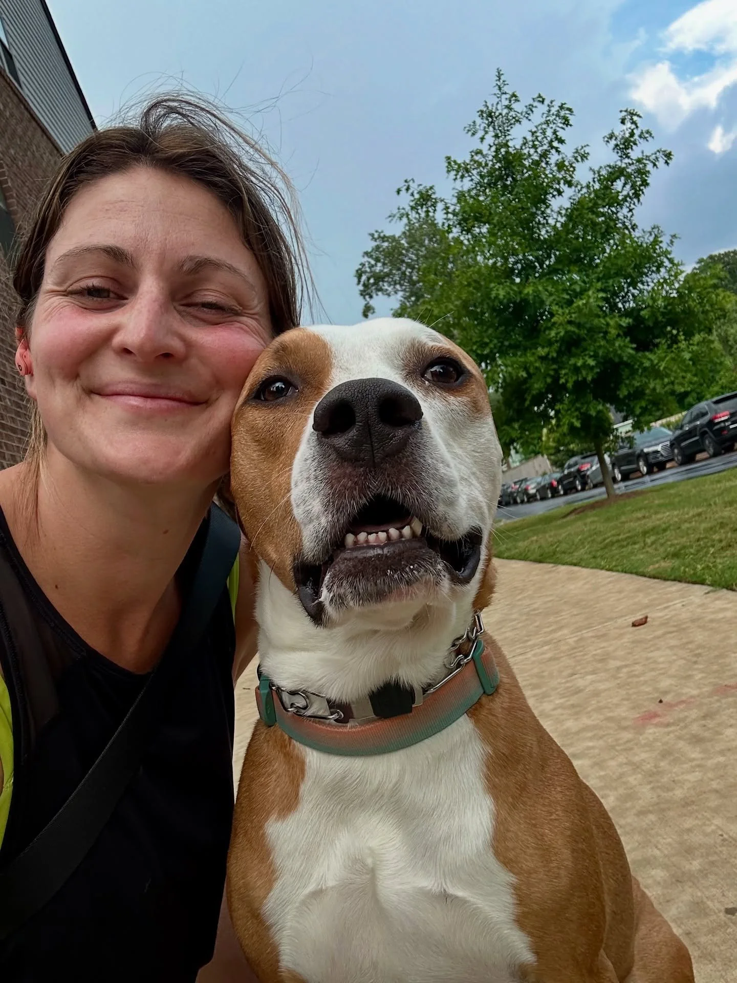 Finn is all smiles for a selfie in the sunshine&hellip; can&rsquo;t say we feel the same after we get caught in the afternoon downpour 😭☔️
.
.
.
.
#dogsitter #dog #charlottedogsitter #cltdogsitter #charlottepets #charlottepetsitter #charlottedogs #c