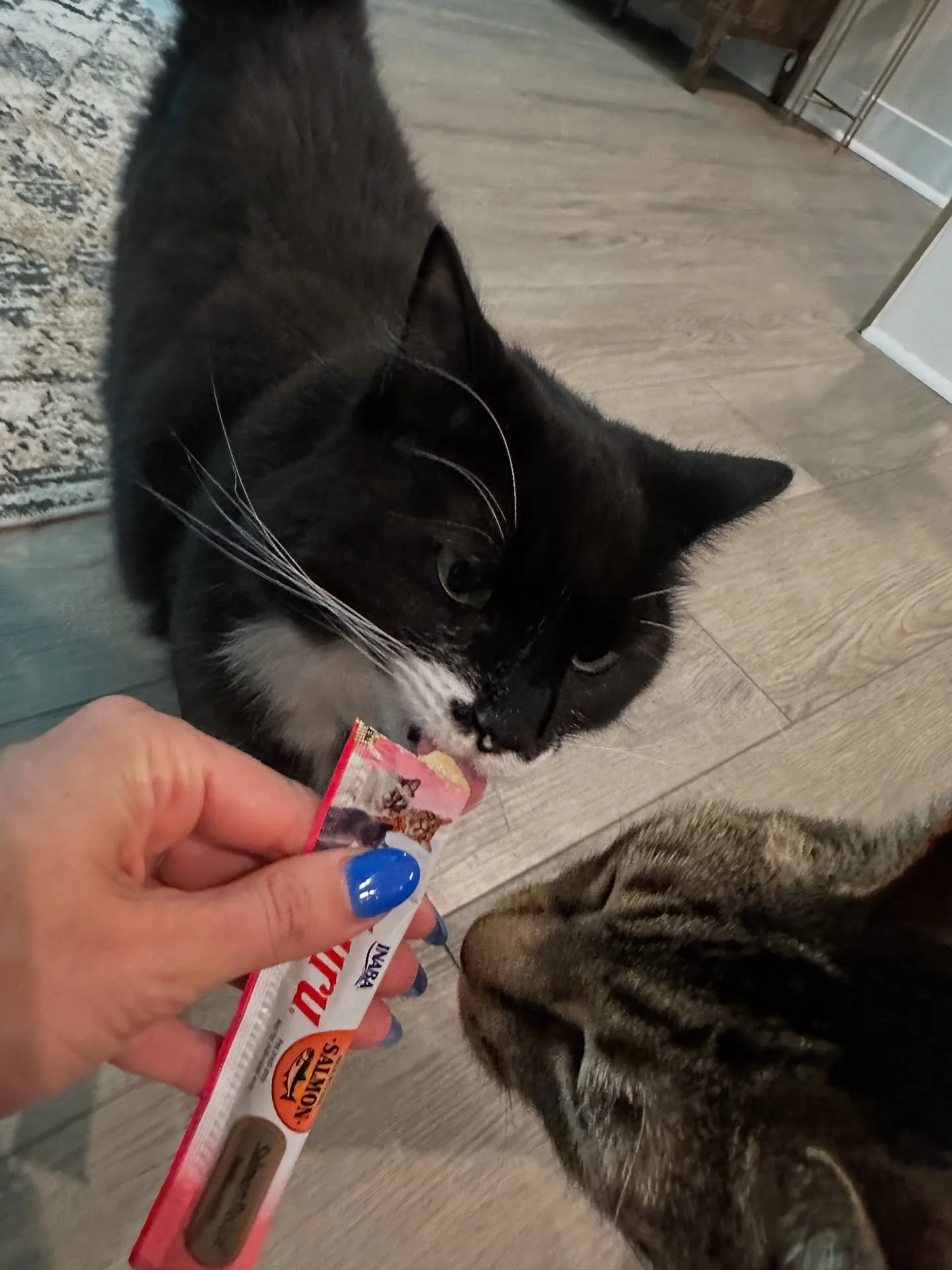 🐈&zwj;⬛ Meet Pepper and Newt 🐈 our two new feline friends that are *obsessed* with churu 🐟  while their parents were away, we did drop-in visits complete with wet food, scooping litter boxes, and of course their favorite snack, churu! 
.
.
.
.
#ch