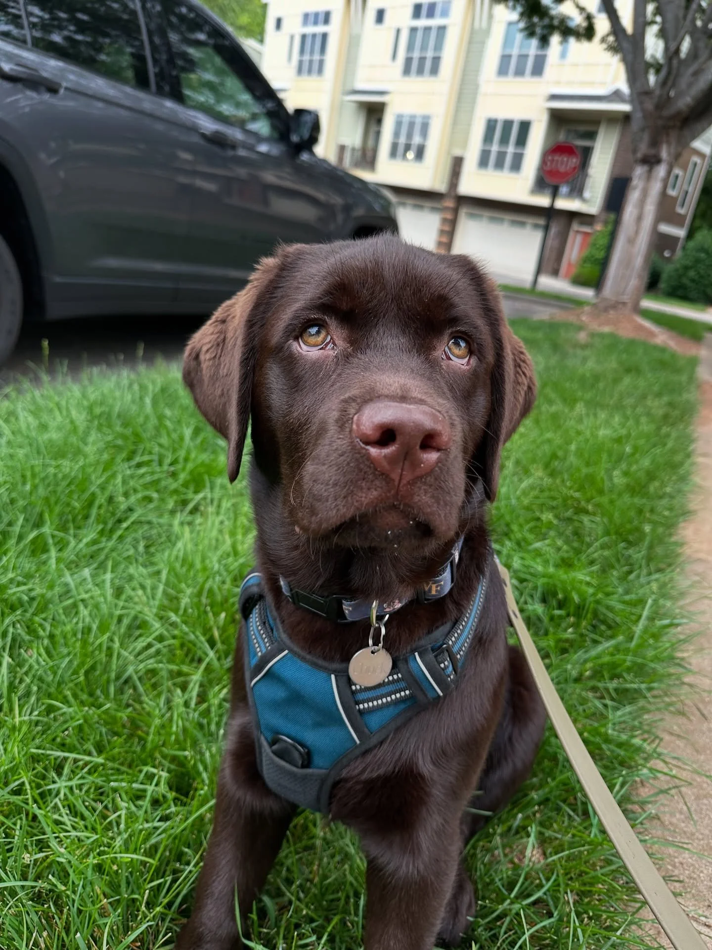 Meet Chuck, the cutest chocolate lab puppy!🤎 Chuck and his parents are the newest residents in the neighborhood and we are so happy they&rsquo;re here! We love going for walks with Chuck around the park which usually involves lots of bribes with Che