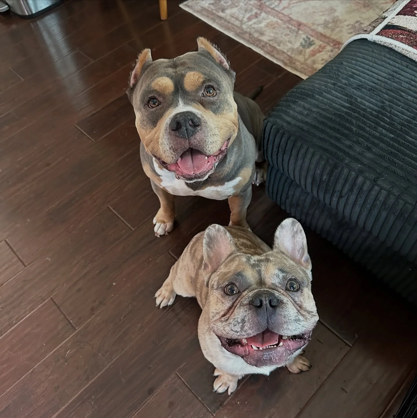 Meet Cannon and Onyx 👯&zwj;♂️ during our in-home stay, Cannon was teaching his baby brother Onyx how to be the best boy, between nap times, chew time, or meal time, these two have the best manners! And I can confidently confirm, they are true gentle