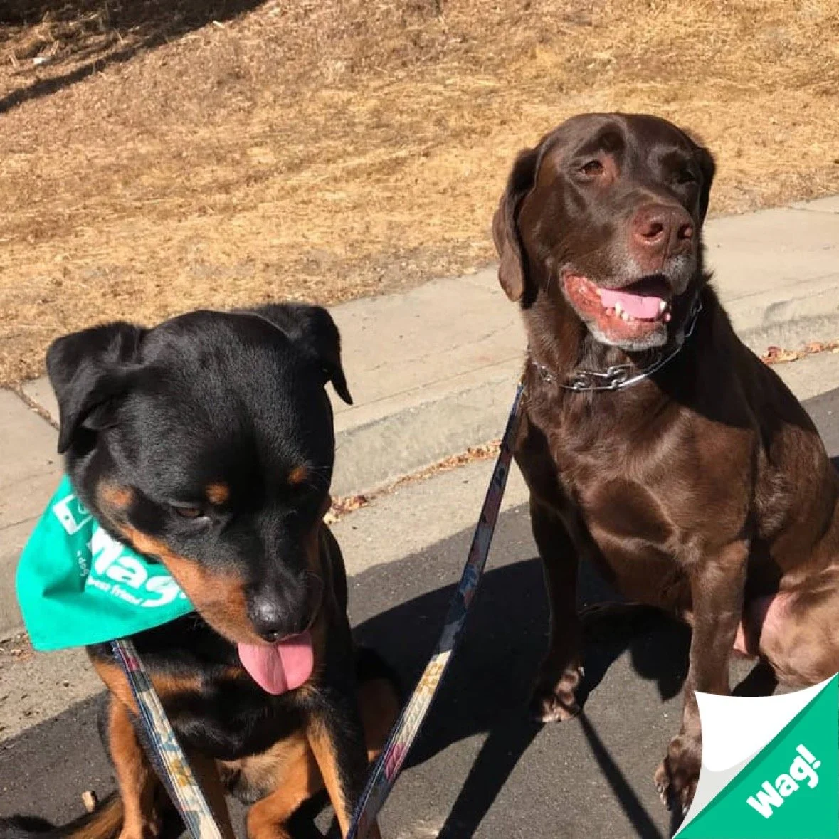 oliver and benji.JPG