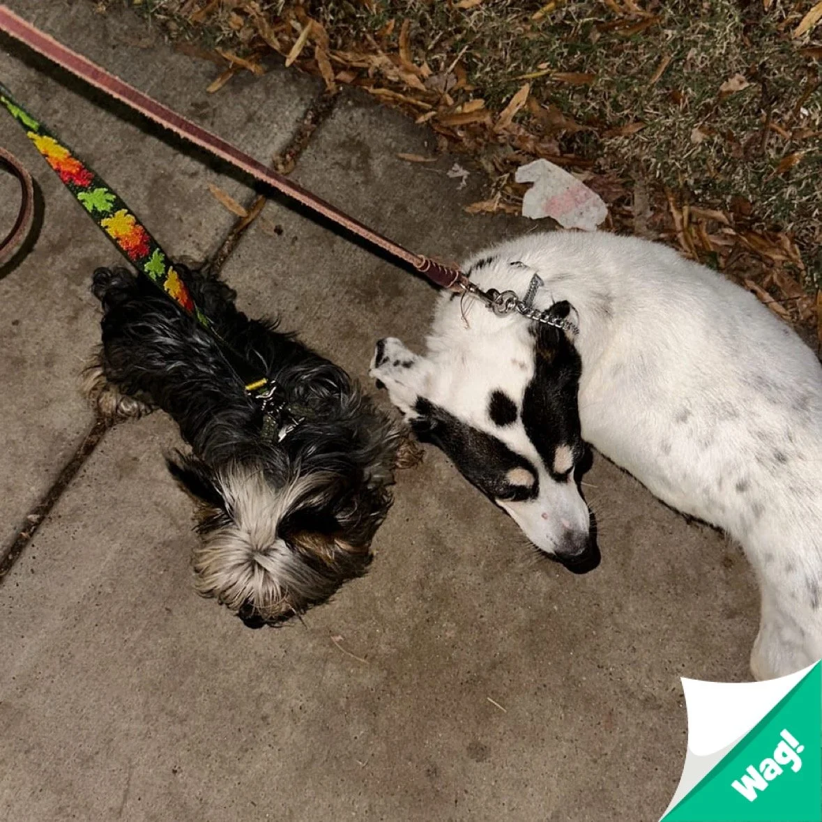 lucy and charlie.JPG