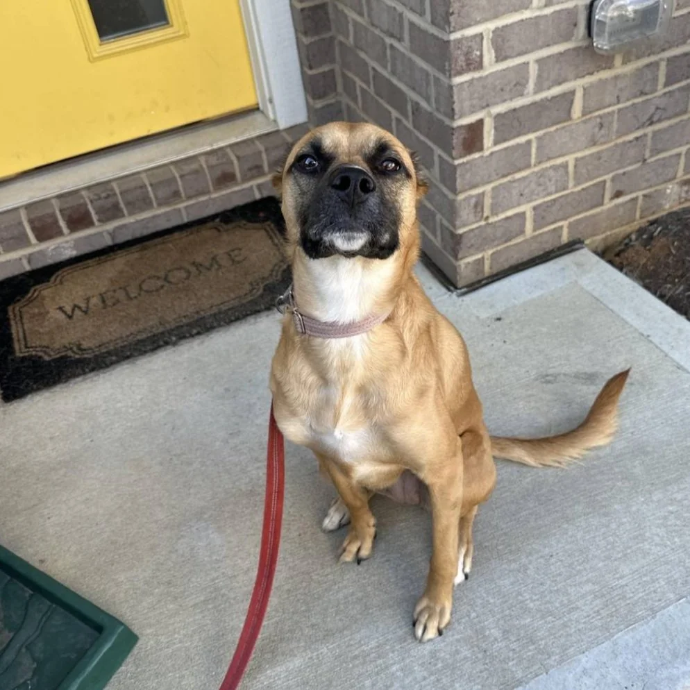nala.jpg