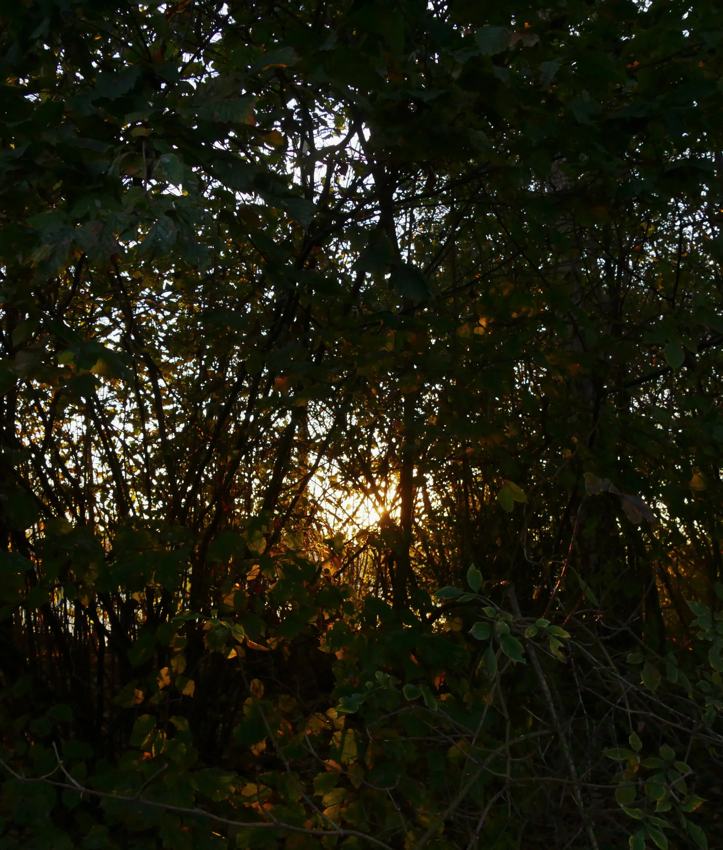 P1030241.jpg