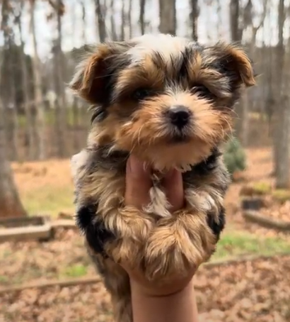 BUTTON MERLE BOY 1.14.PNG