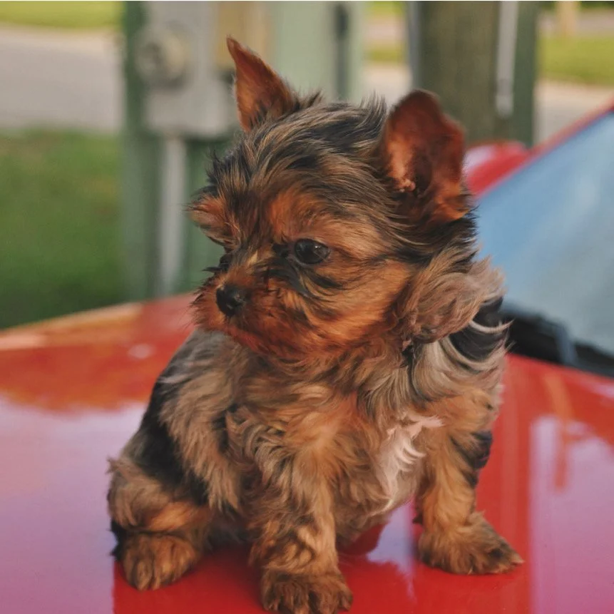 A small, fluffy puppy with brown and black fur sitting on a red surface outdoors.