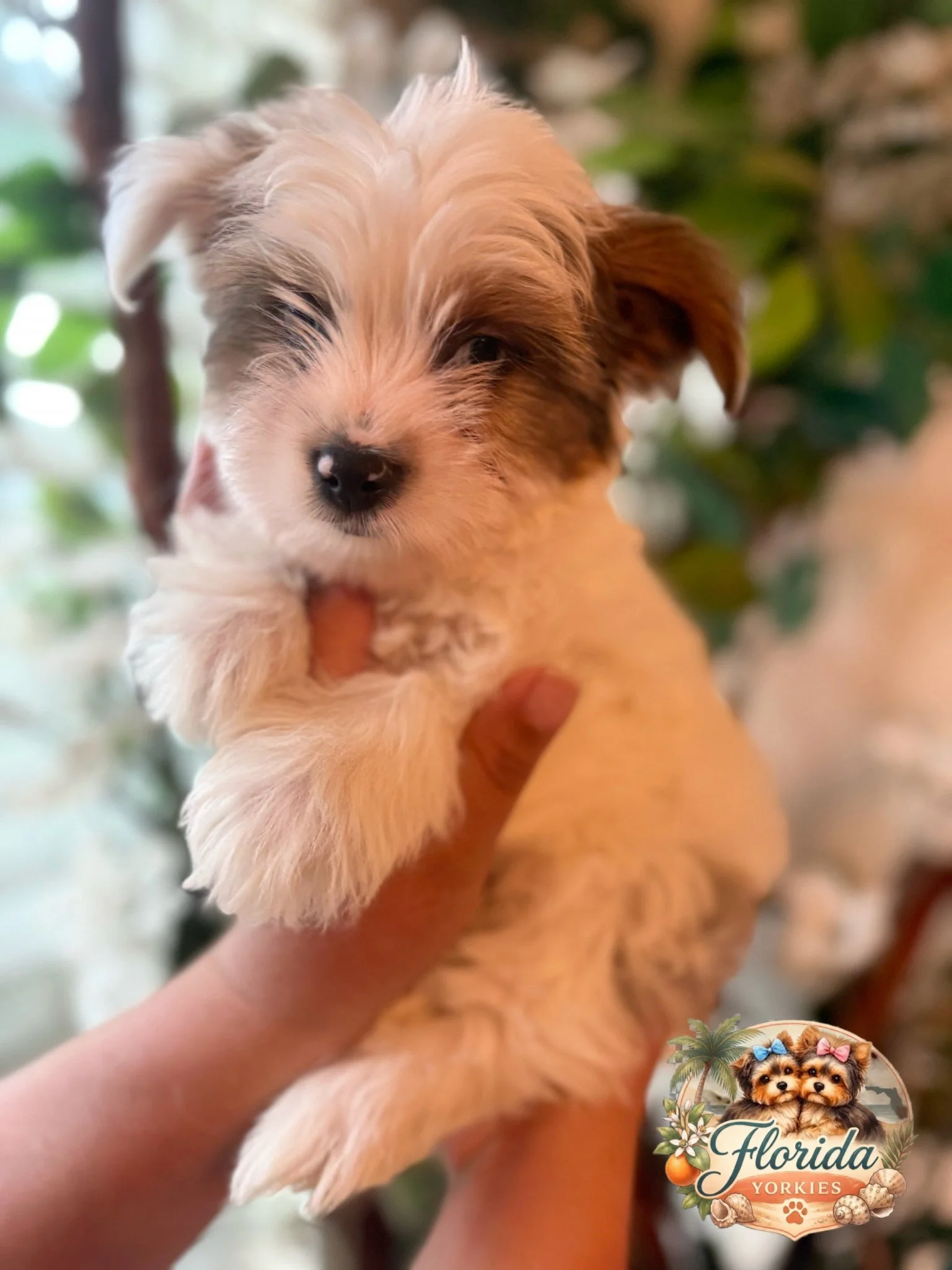 puppy1-photo1.jpg
