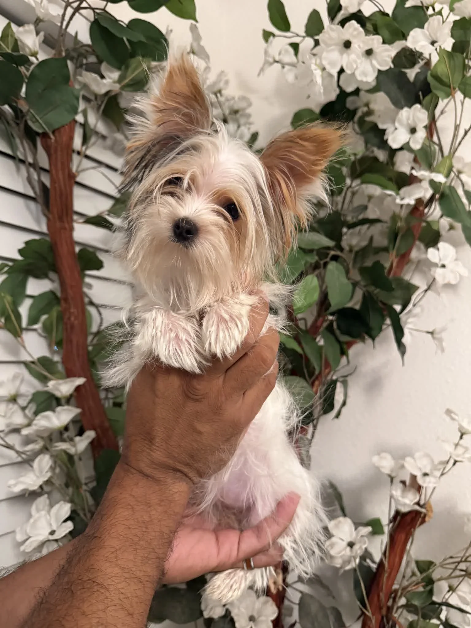 puppy2-photo2.jpg