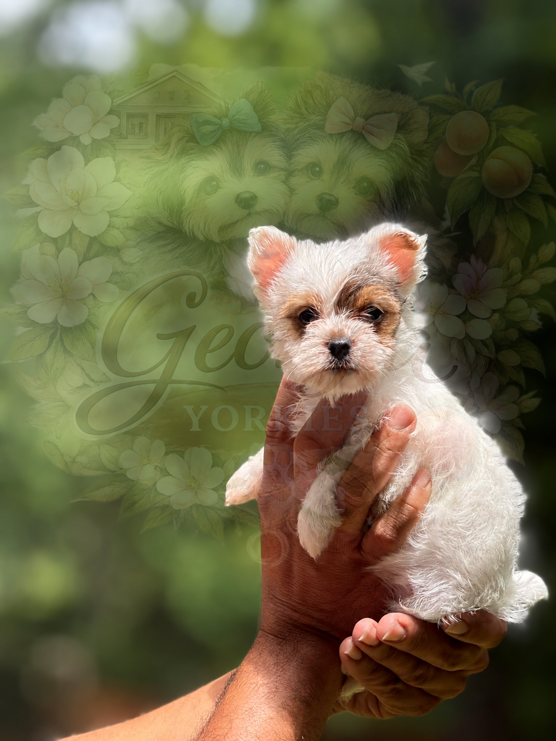e1f9a3b4-5710-465e-813f-9937fd7ff34d-1_all_114039.png