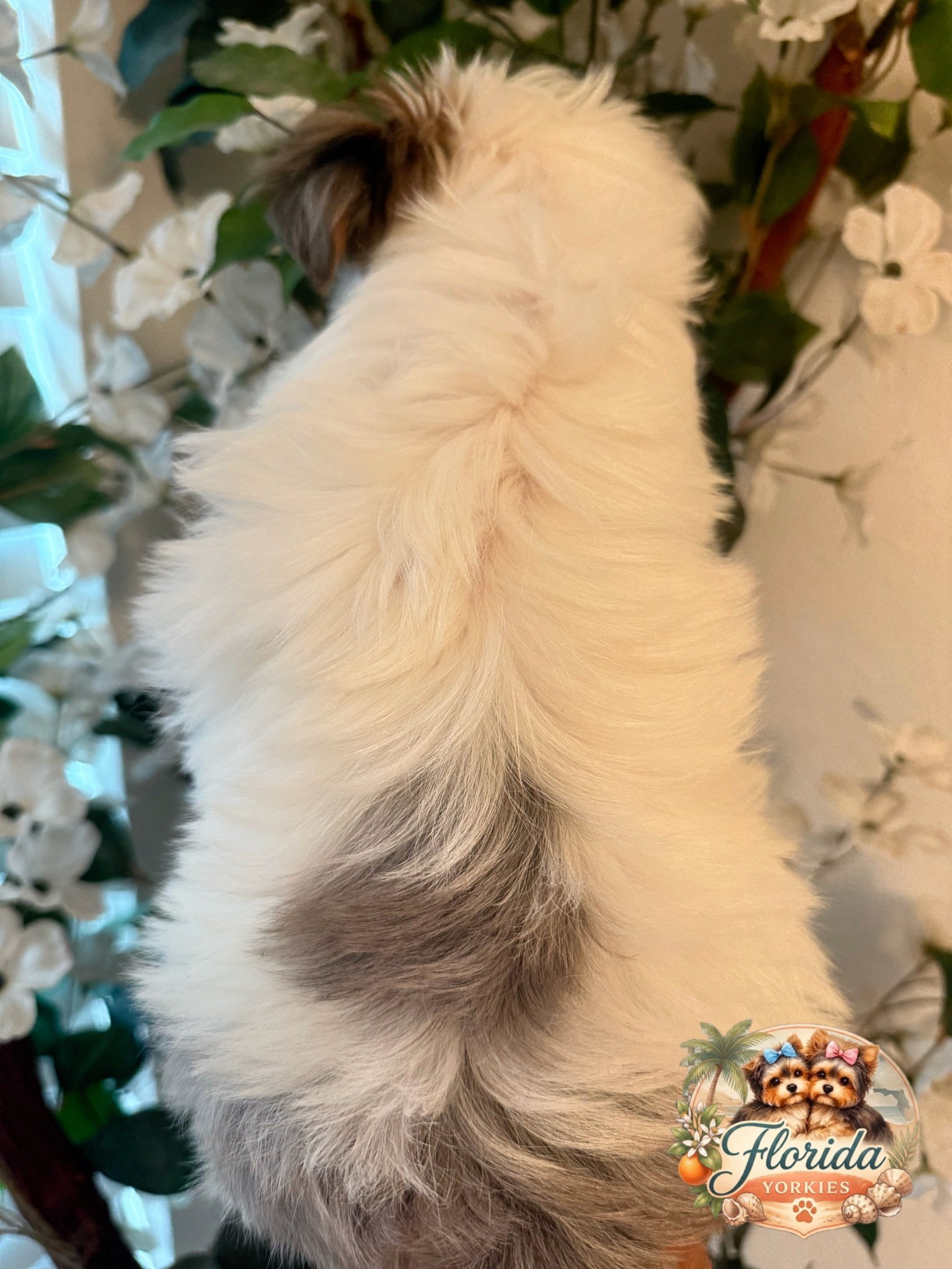 puppy1-photo3.jpg