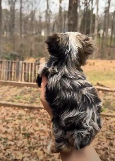 BUTTON MERLE BOY 2  1.14.PNG