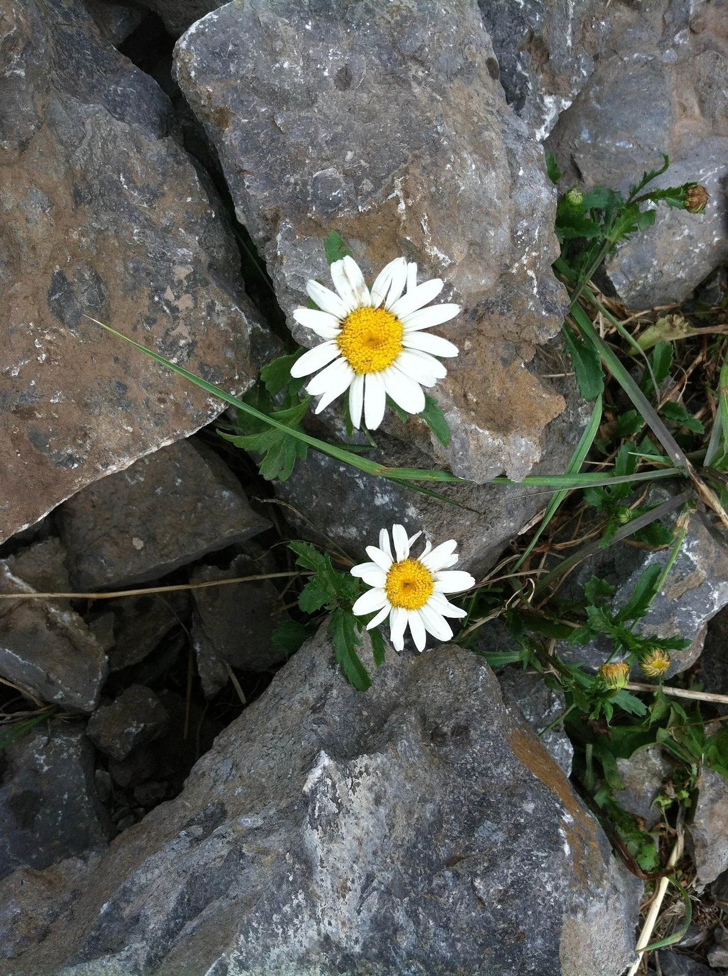 Two daisy flowers growing among rocks and grass.