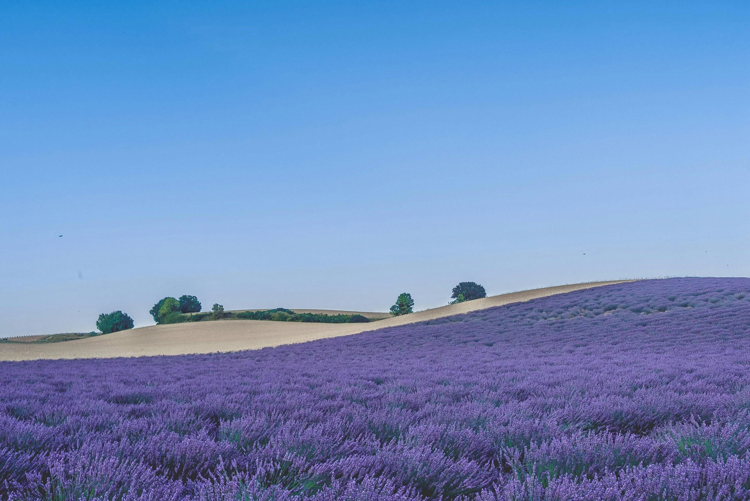 A vast lavender field with purple flowers stretches across rolling hills, with a clear blue sky and a few trees in the background.