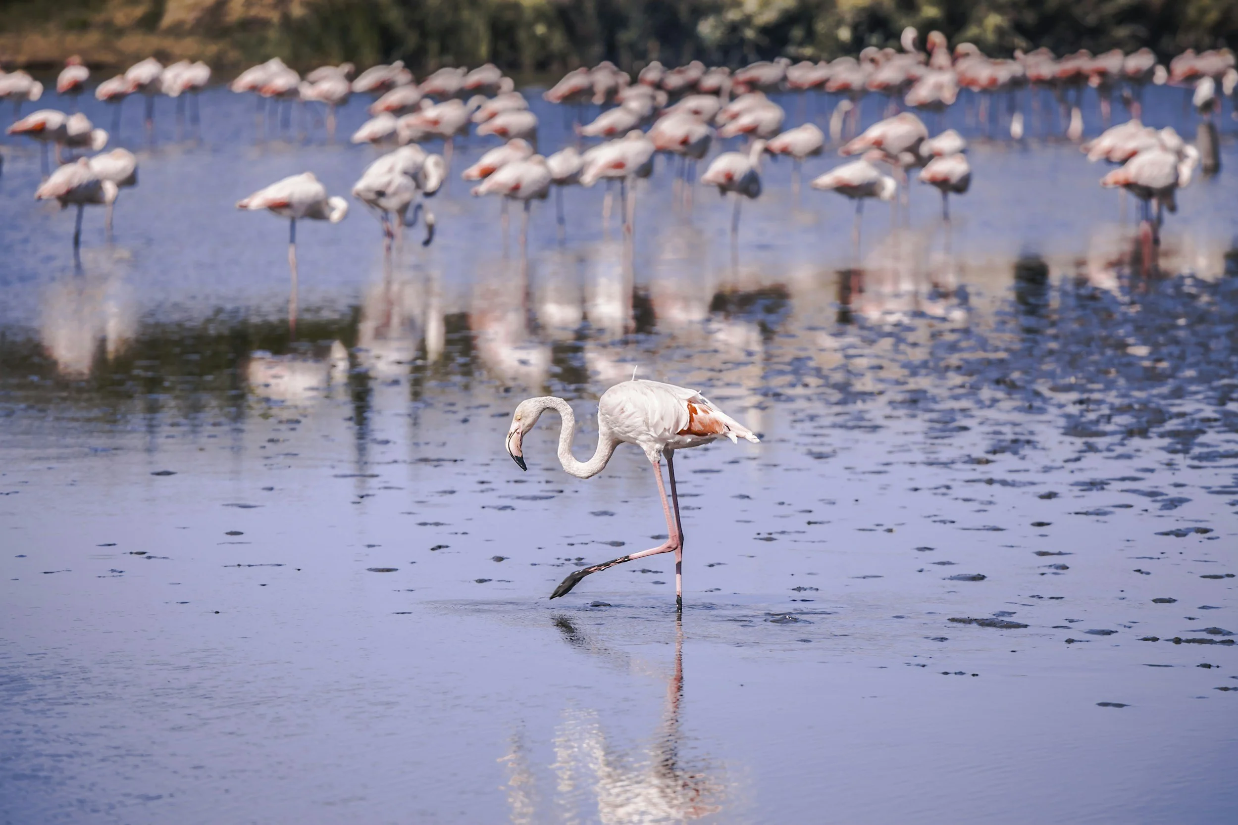 A group of flamingos standing and wading in a calm body of water, with one flamingo in the foreground balancing on one leg.