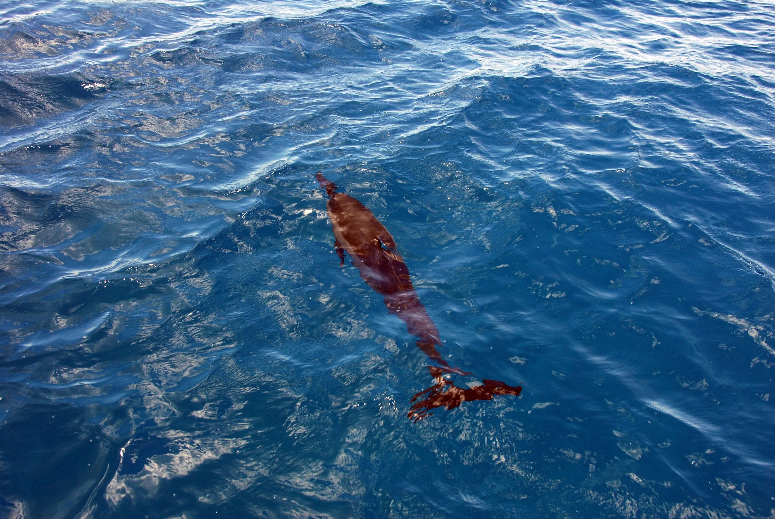A brown fish swimming in the deep blue ocean.