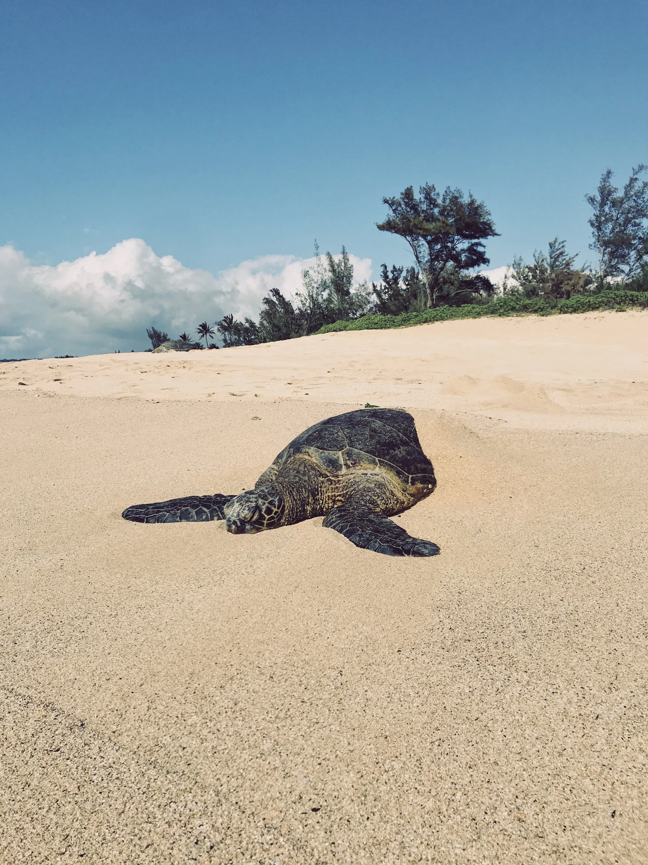A baby turtle crawling on sandy beach with trees and blue sky in the background.