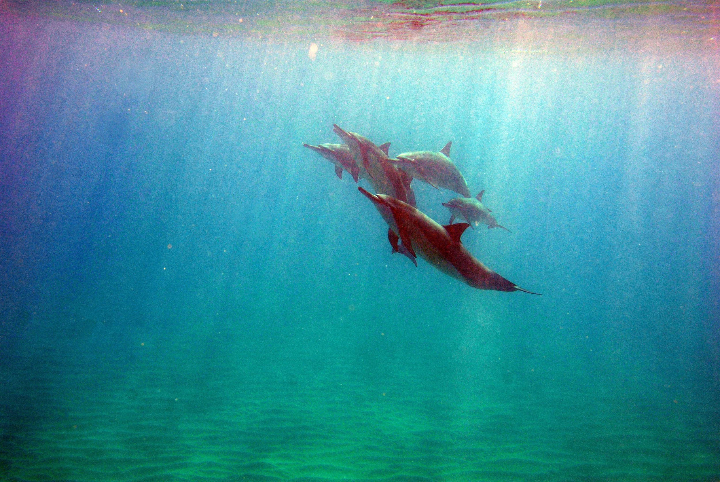 Group of dolphins swimming in the ocean underwater.