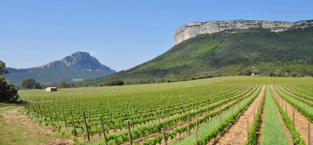 Vineyard with rows of grapevines, green fields, and distant mountains under a clear blue sky.
