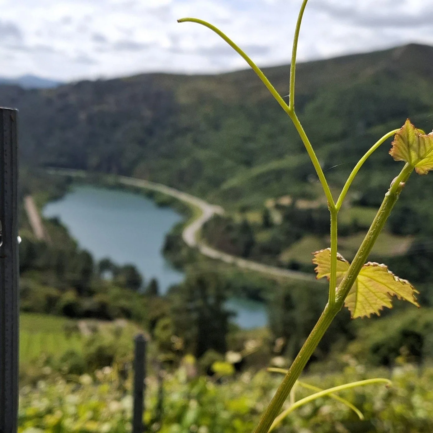 For centuries, the indigenous varieties godello and menc&iacute;a have been carefully cultivated on these steeply terraced slopes overlooking the Sil River, with the perfect combination of Atlantic climate and well drained slate slopes lending an ele
