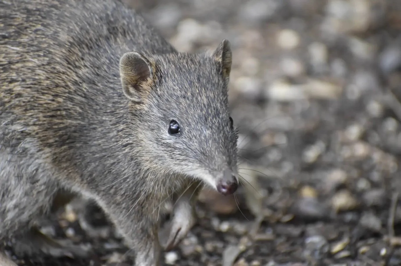 Southern Brown Bandicoot