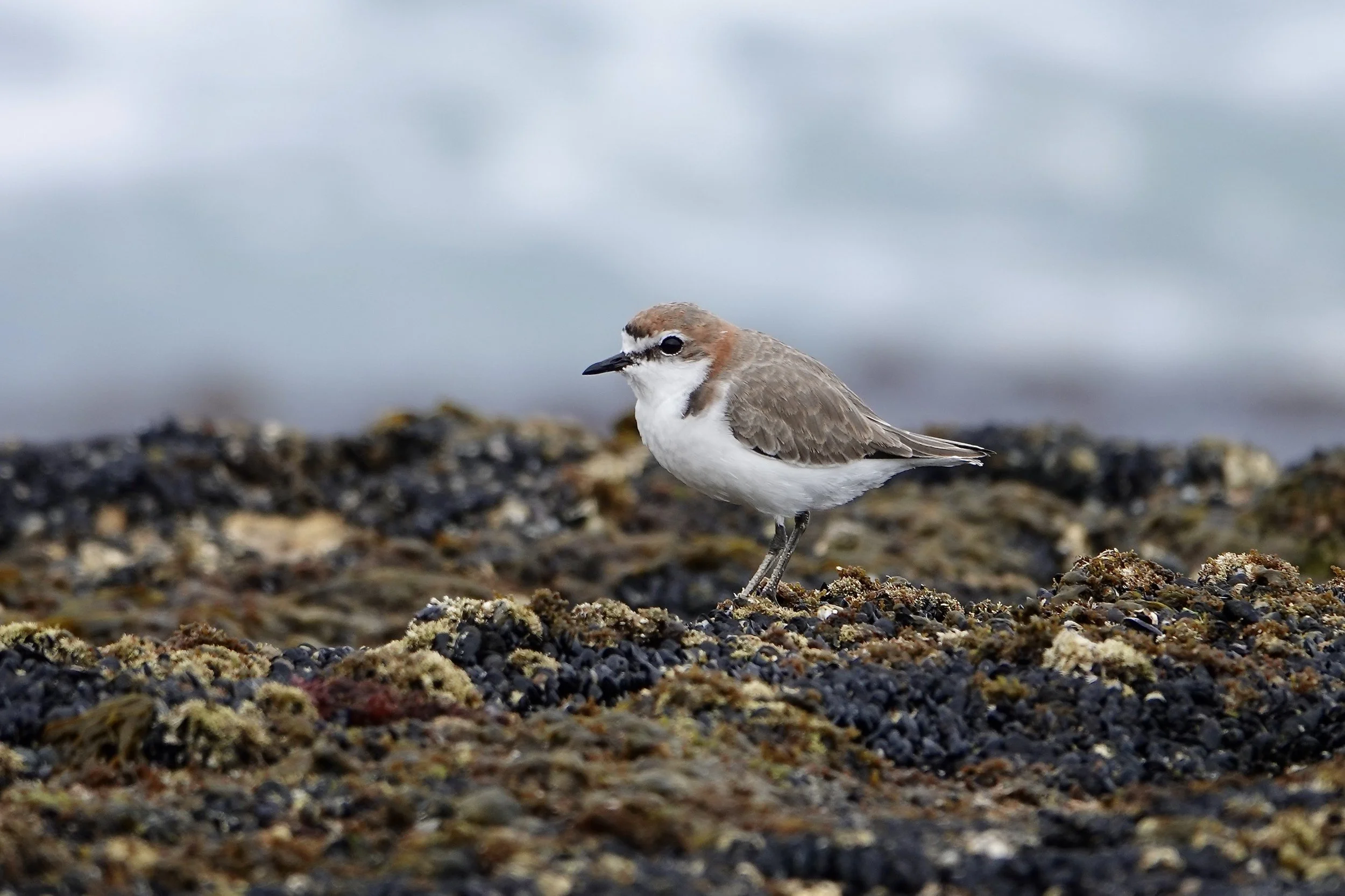 A small bird standing on a rocky surface near the ocean, with a blurred blue-gray background of water and sky.
