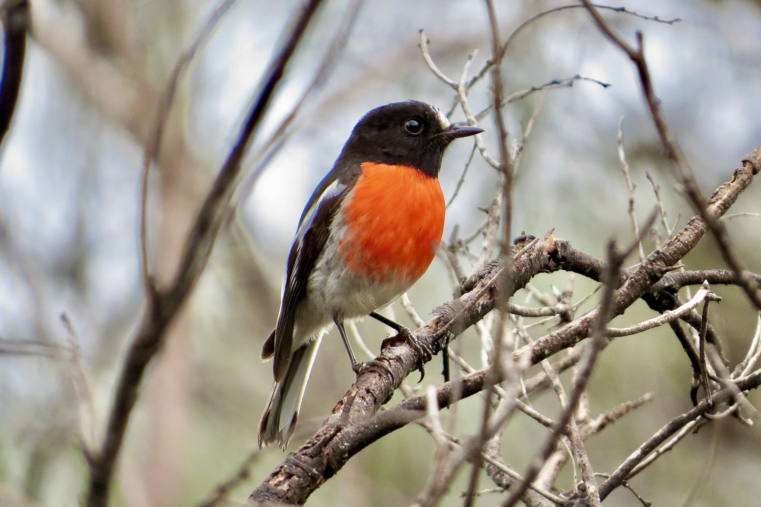 A small bird with a bright orange chest and black head perched on a branch among leafless twigs.