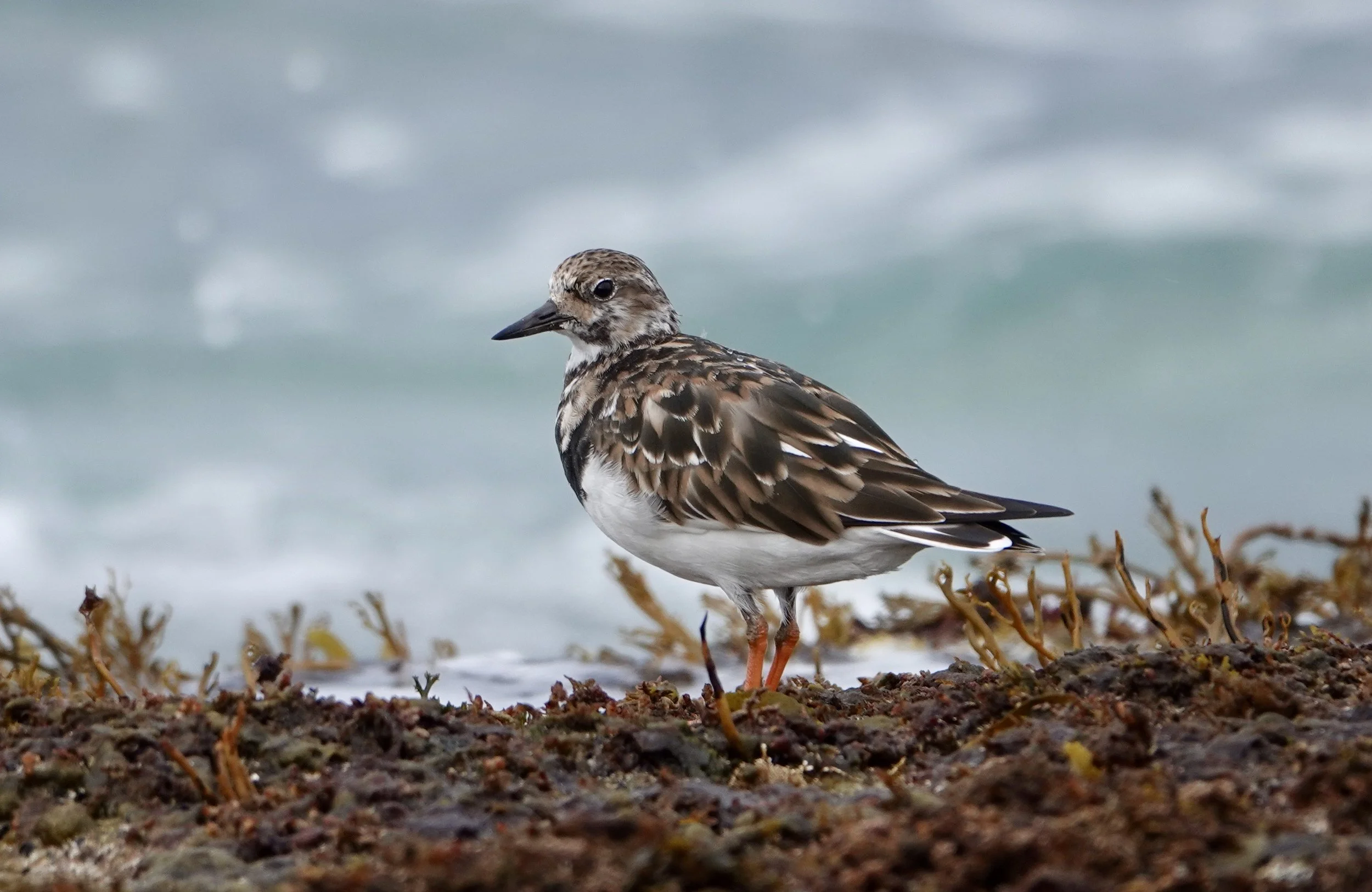 A small shorebird with brown, black, and white feathers stands on a rocky, seaweed-covered shoreline near the ocean.
