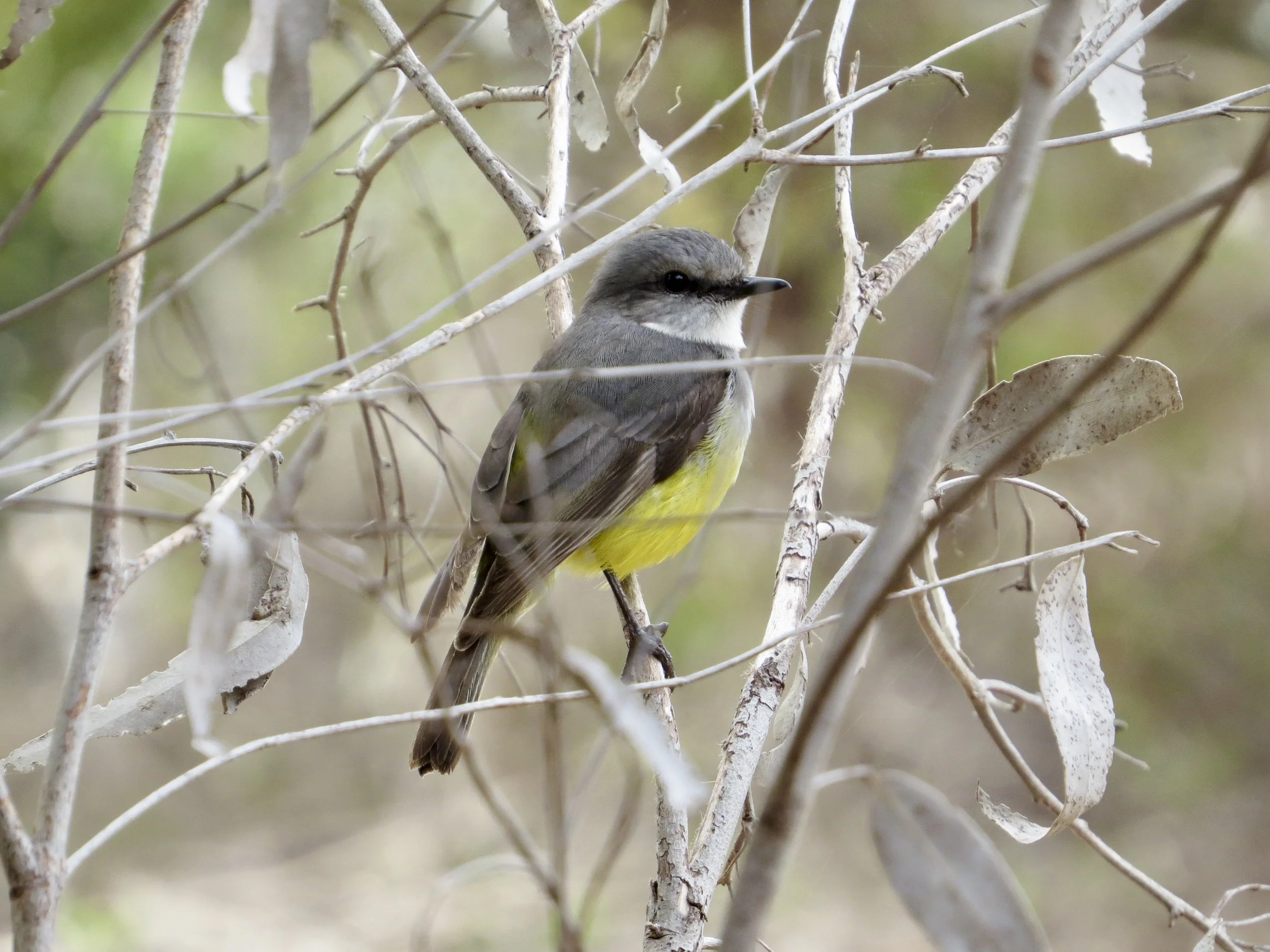 A small bird with a yellow belly and gray wings perches among dry, tangled branches and leaves.