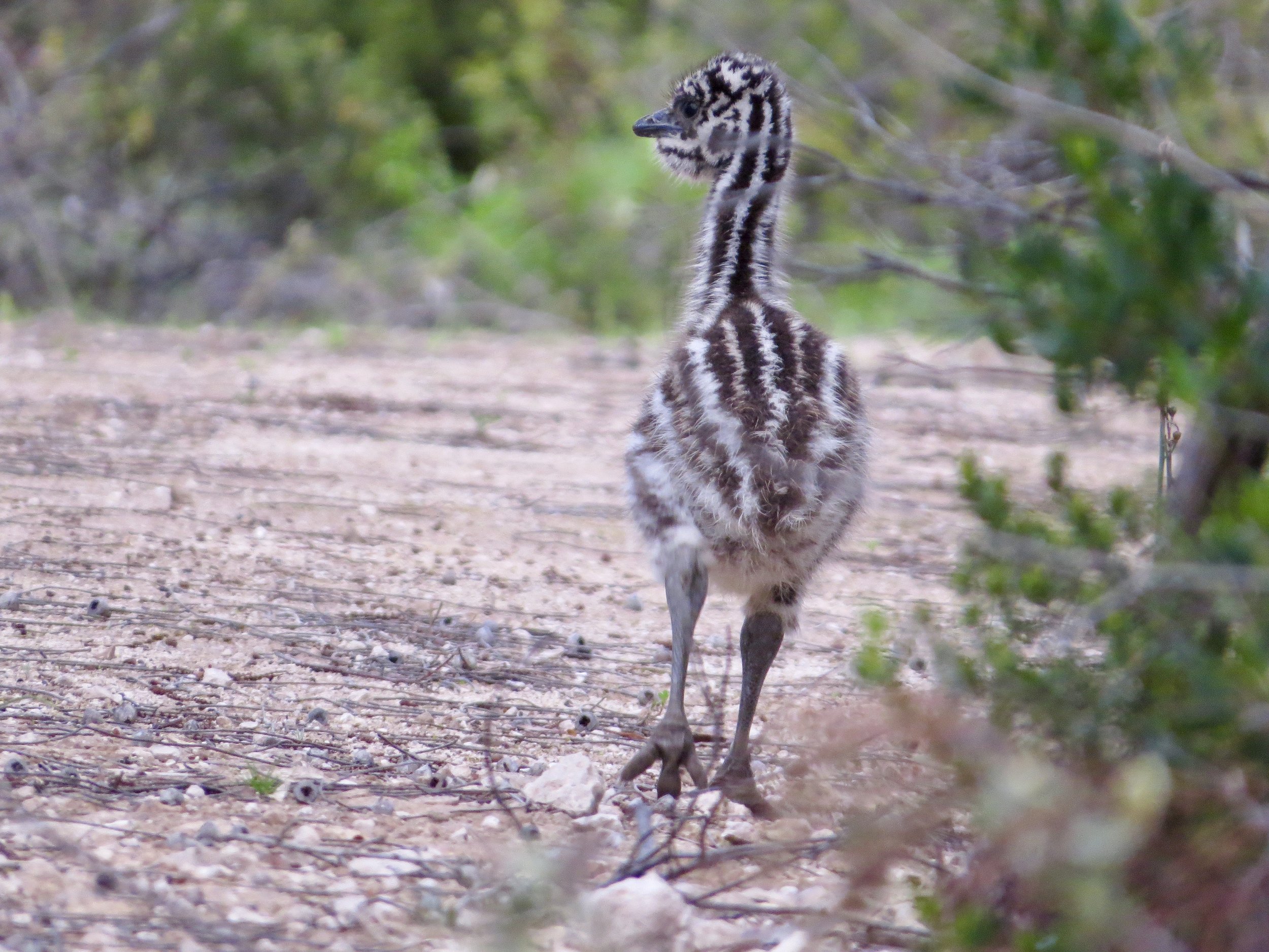 A young zebra standing on a dirt path surrounded by greenery.