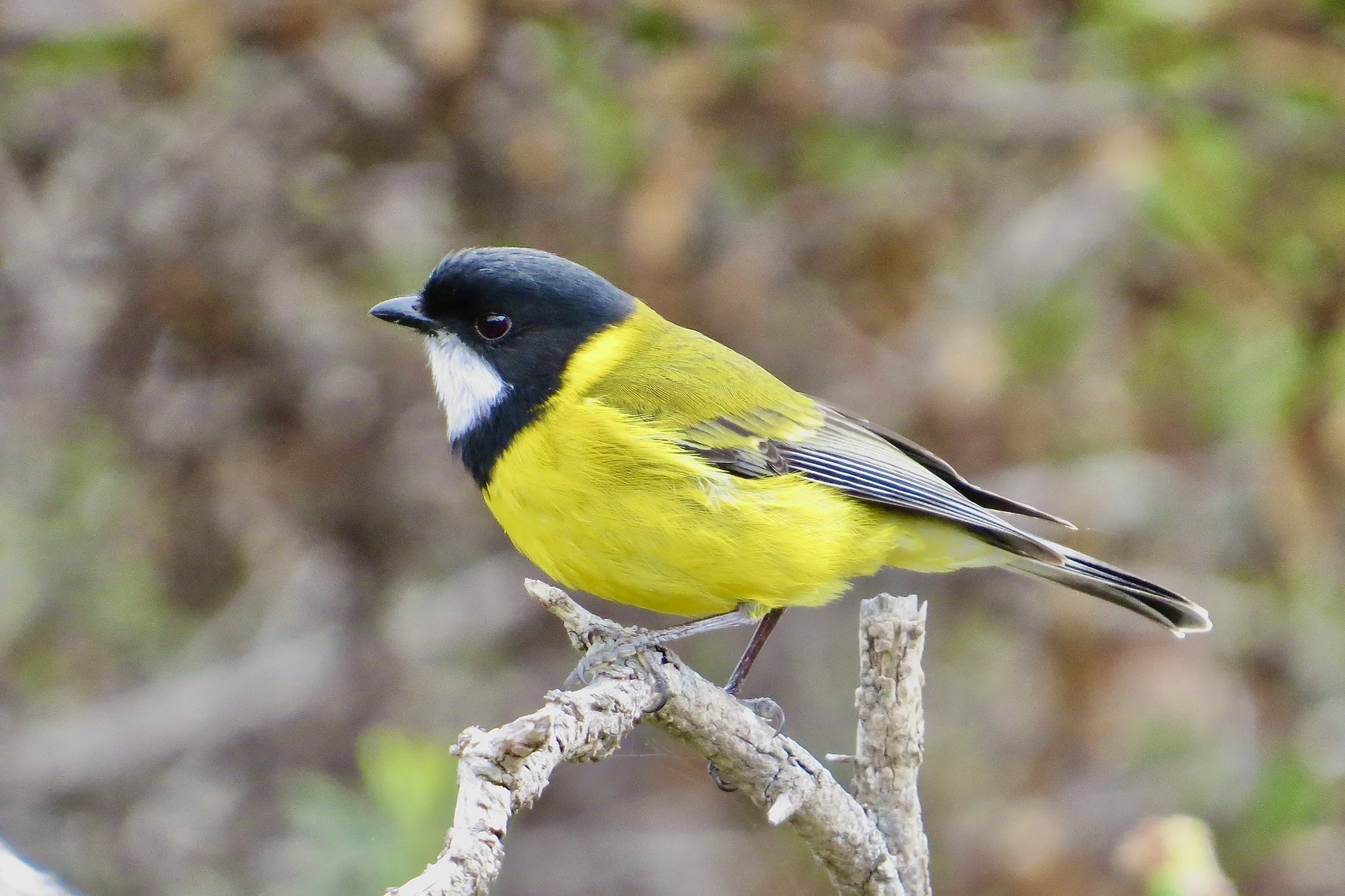 A colorful bird with black, white, yellow, and gray feathers perched on a branch.