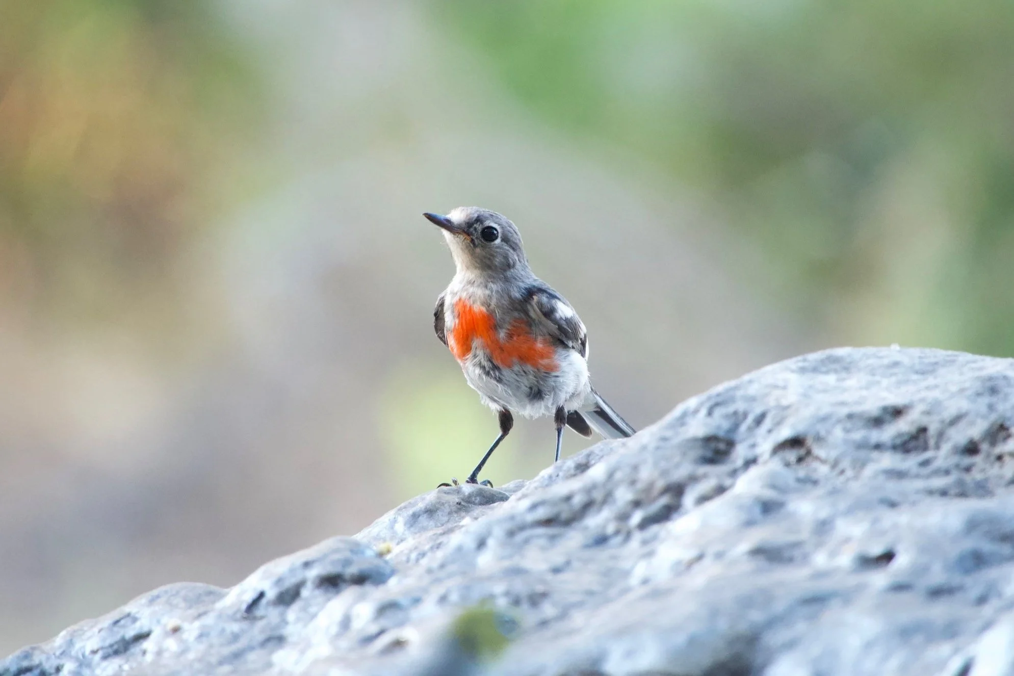 A small bird with gray and white feathers and an orange patch on its chest perched on a gray rock with a blurred green background.