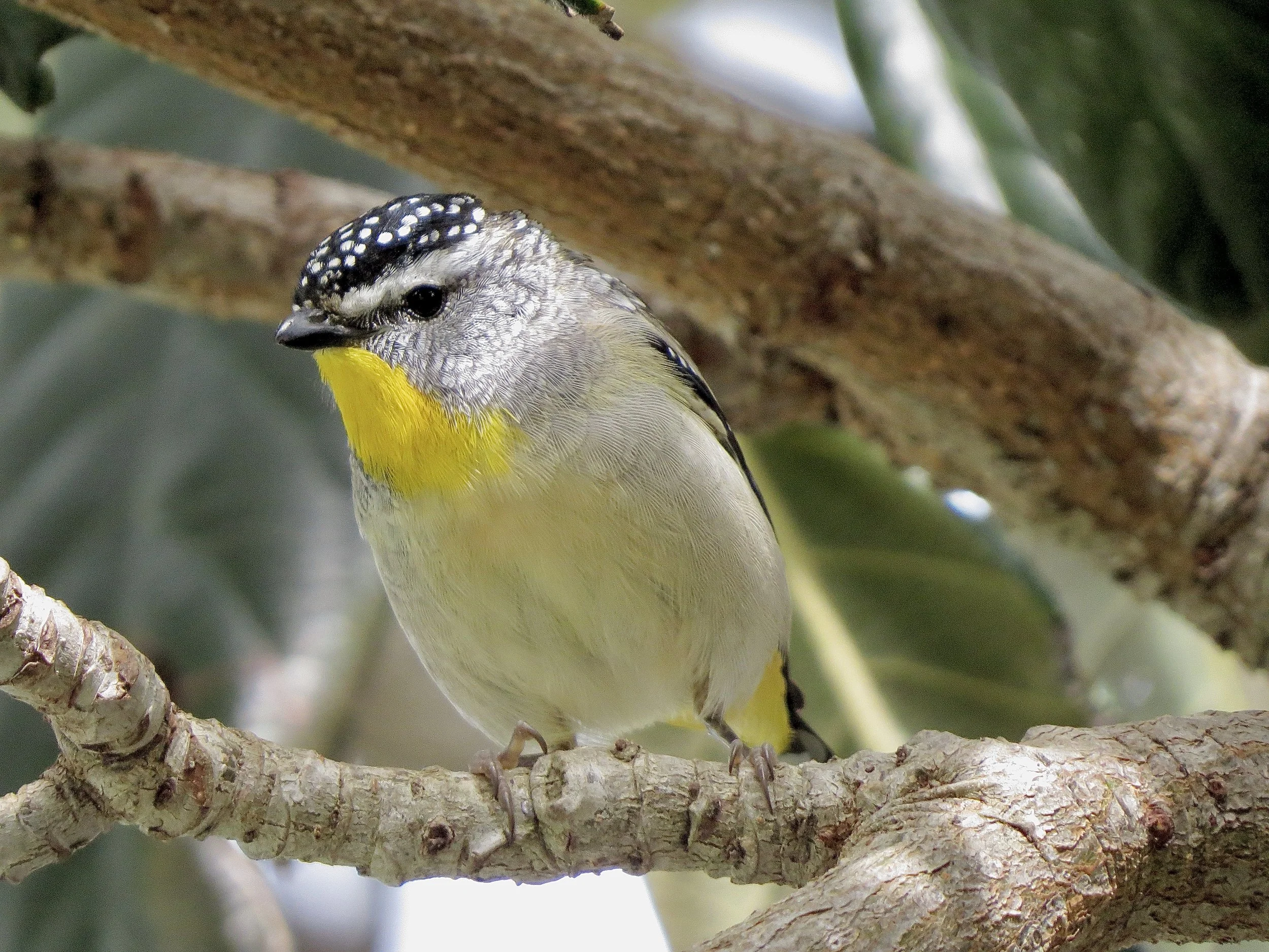 A small bird with a yellow chest and a black and white spotted head perched on a tree branch.