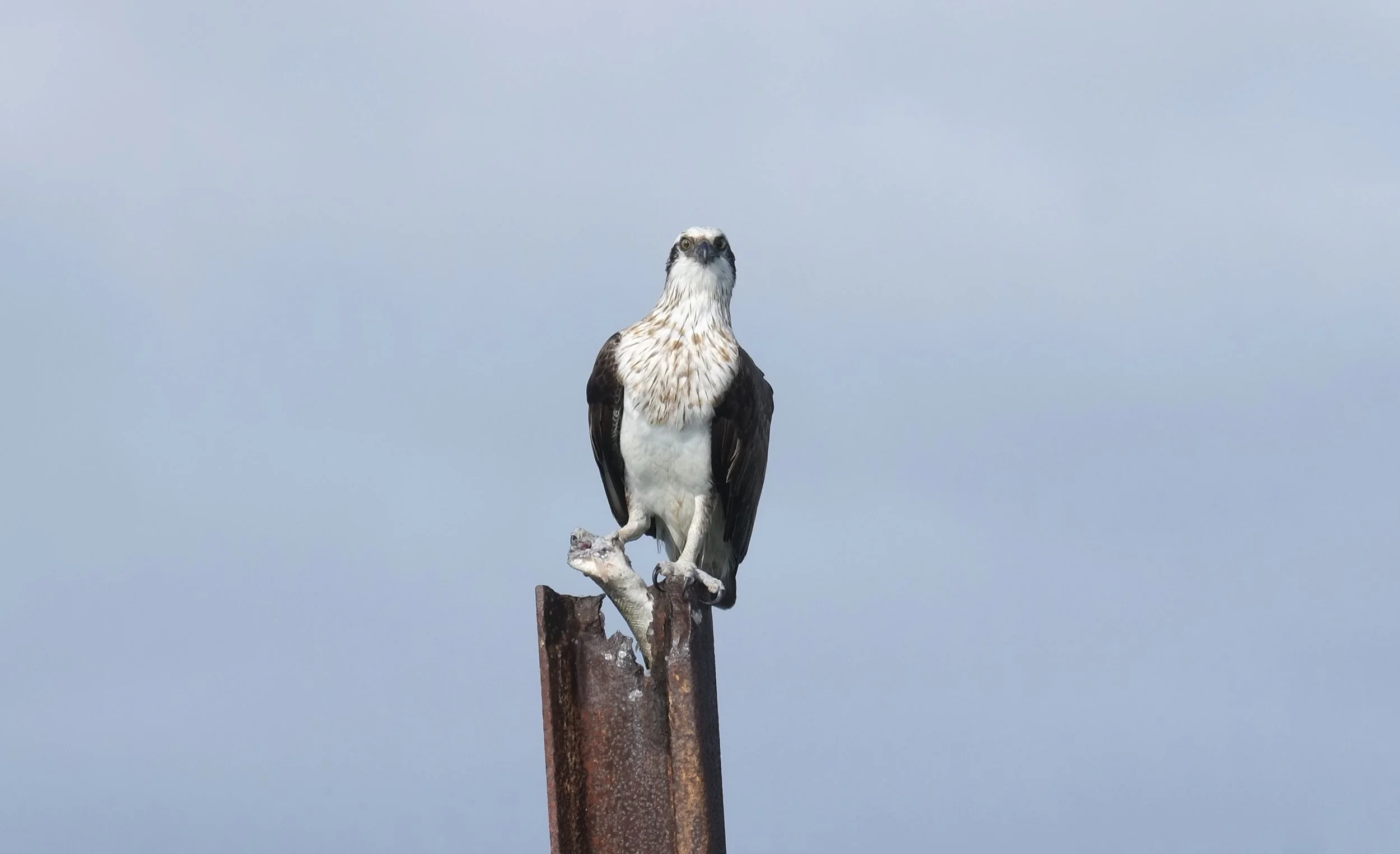 A bird of prey, possibly an osprey, perched on a rusty metal pole against a cloudy sky.