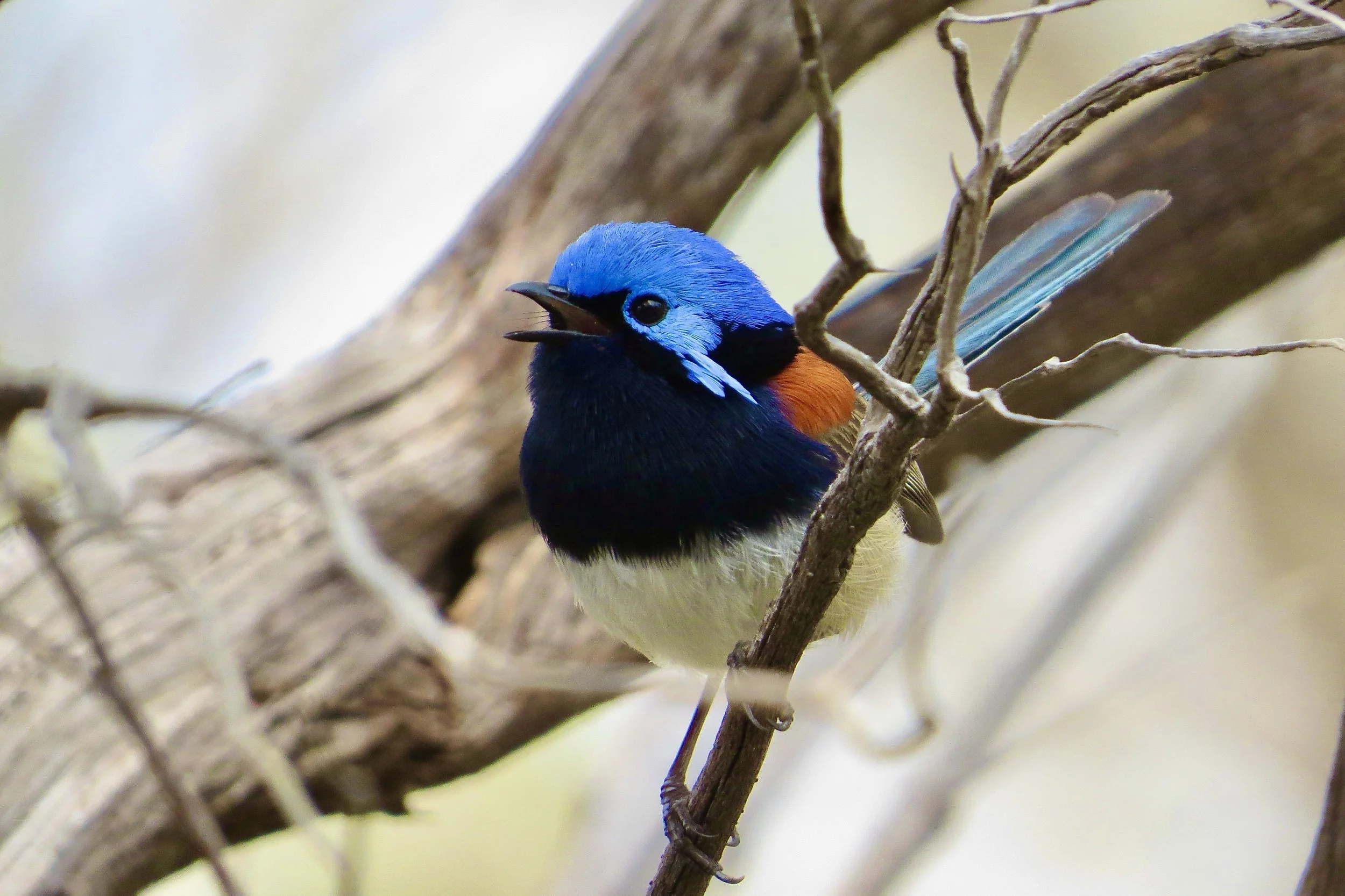 A colorful bird perched on a branch with its beak open.