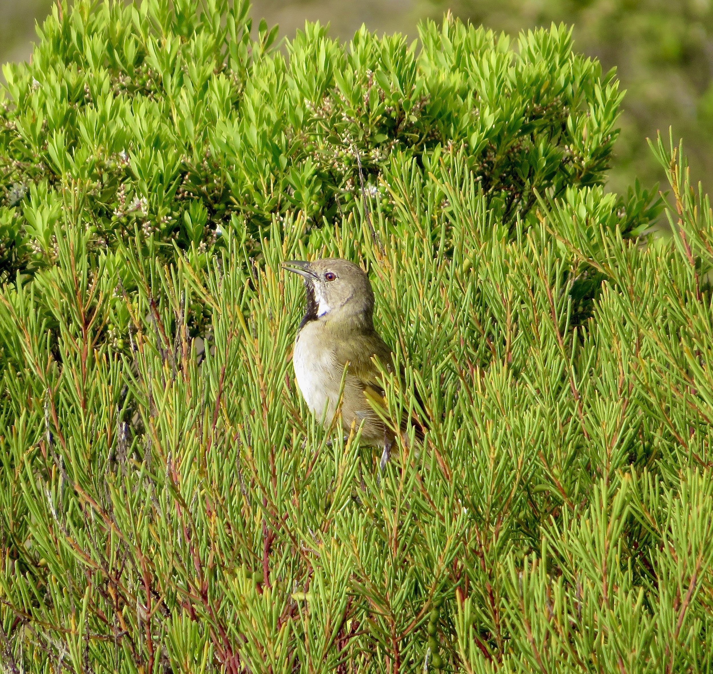 A small bird perched among green shrubbery.